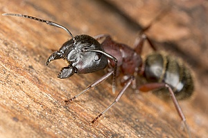 a carpenter ant being dispersed from a home through Freetown, MA pest control