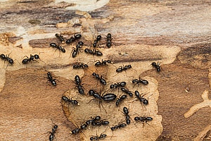 a carpenter ant colony in Massachusetts being controlled and dispersed