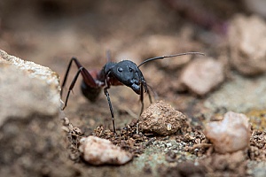 a carpenter ant that was diverted away from a home by a pest control specialist