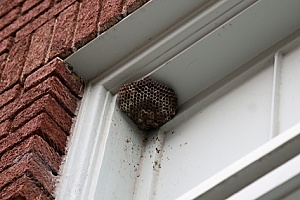 a wasp nest that will be taken down by a Massachusetts wasp removal expert