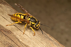 a wasp that will be removed through Westport, MA pest control services