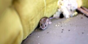 little grey house mouse is sitting by its nest in an old antique chair