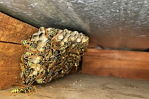 nest of wasps on the side of a home