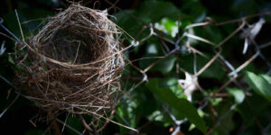 abandoned birds' nest during the late spring near