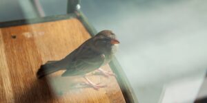 sparrow on a wooden chair inside a restaurant