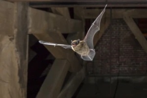 bat flying in attic