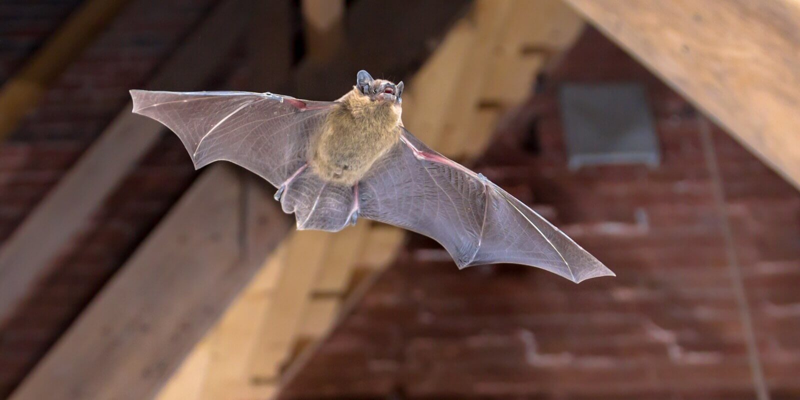 What To Do If A Bat Is Stuck In My Attic?