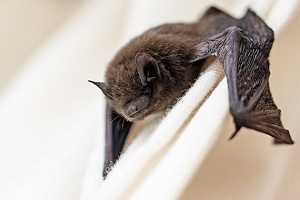 bat hanging in curtain
