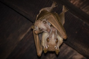 bats hanging in house attic