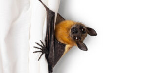 cute fruit bat hanging in white curtain