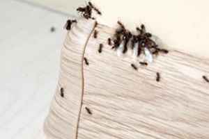 ants in home corners