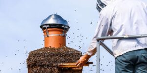 Bee control expert working at beehive on chimney